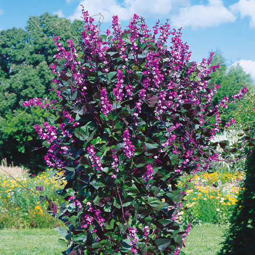 Hyacinth Bean