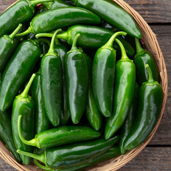 Jalapeno- Jalafuego