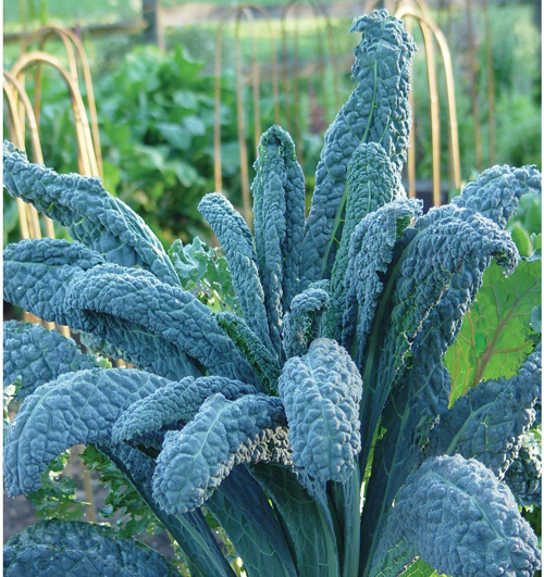 Kale, Lacinato - Dazzling Blue