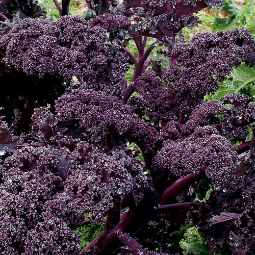 Kale - Redbor