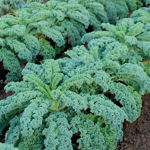 Kale - Winterbor
