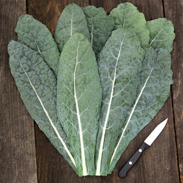Kale- Lacinato