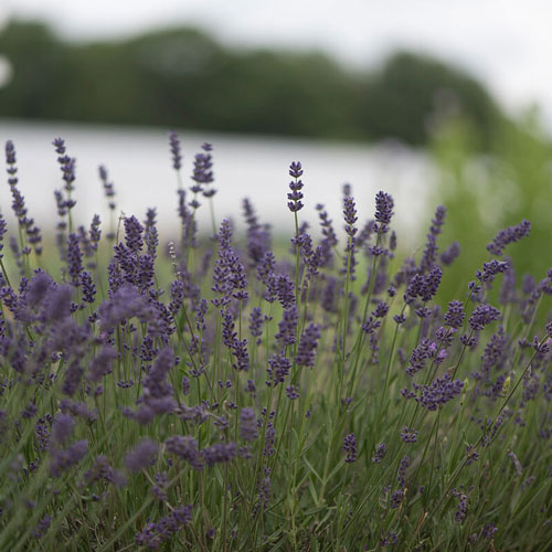 Lavender