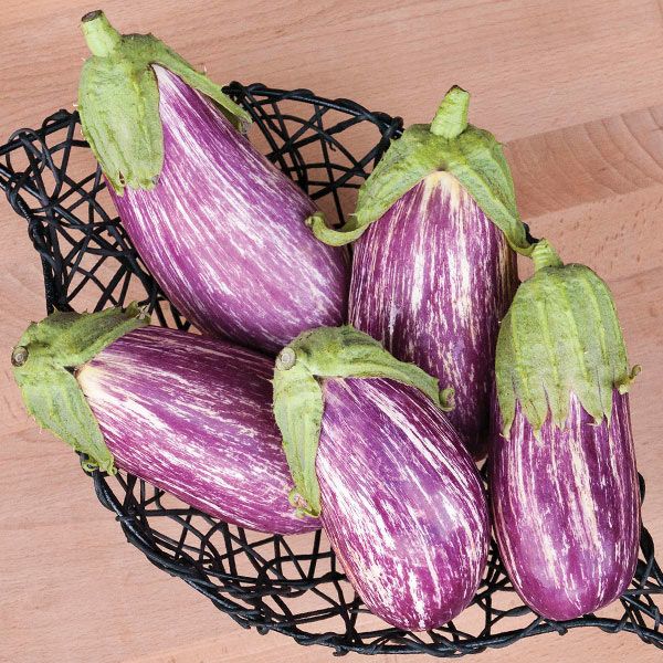 Listada Eggplant