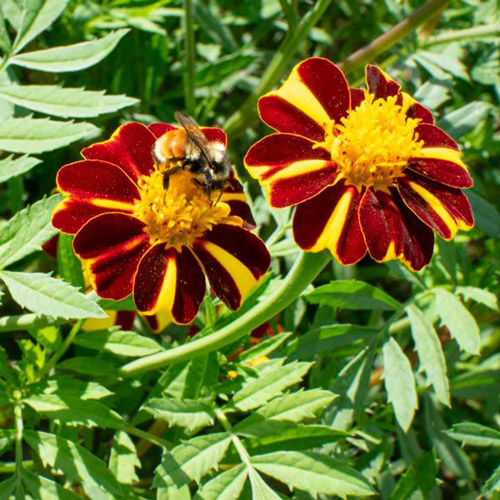 Marigold - Pinwheel