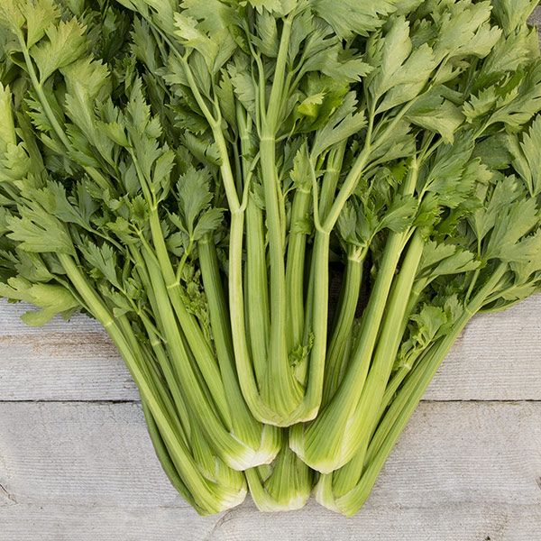 Celery- Merengo