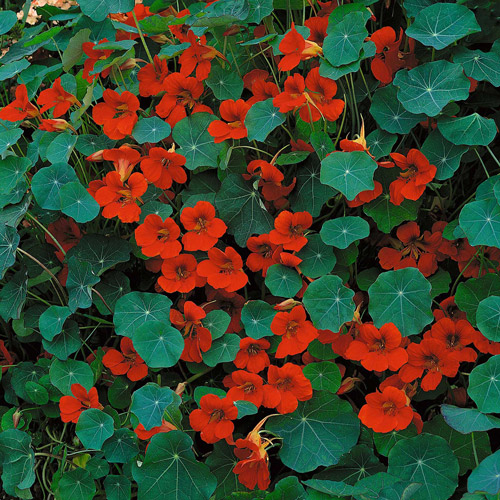 Nasturtium - Empress of India