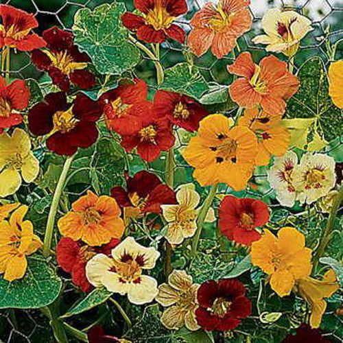 Nasturtium - Jewel of Africa