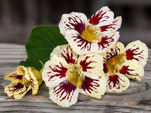 Nasturtium - Orchid Cream