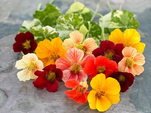 Nasturtium - Alaska Mix