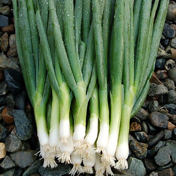 Onion, Bunching