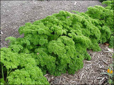 Parsley - Curly