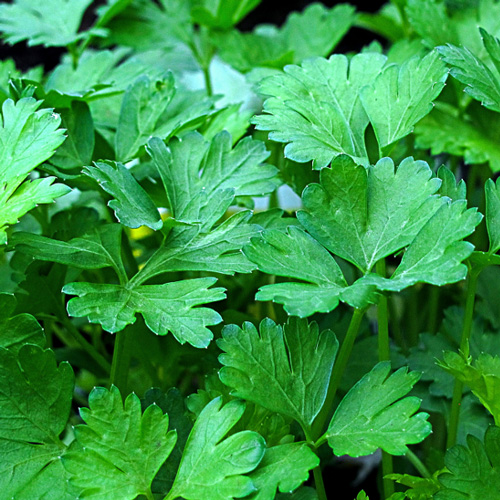 Parsley - Flat Leaf