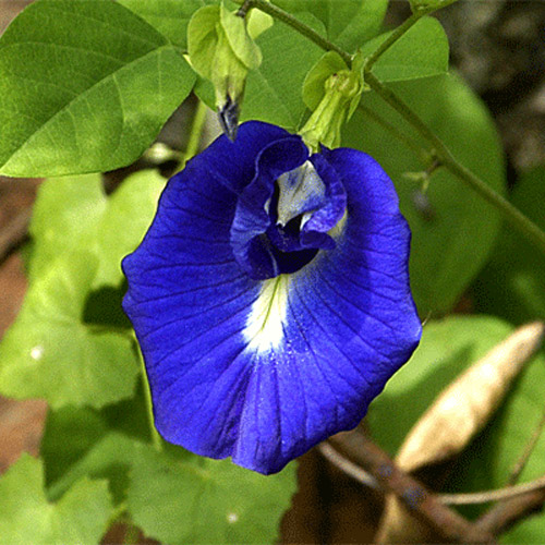 Butterfly Pea