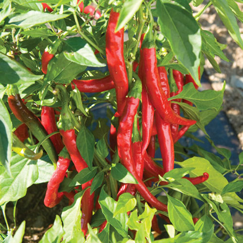 Cayenne