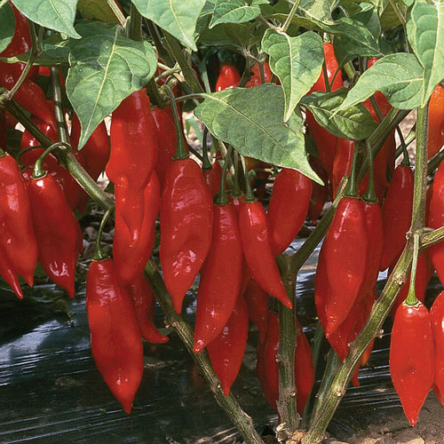 Habanero - Venus