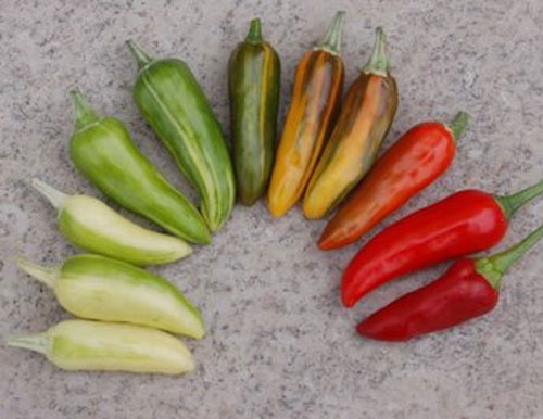 Fish Pepper