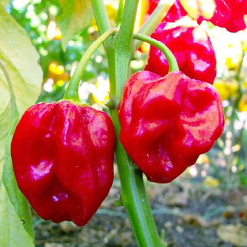 Red Savina