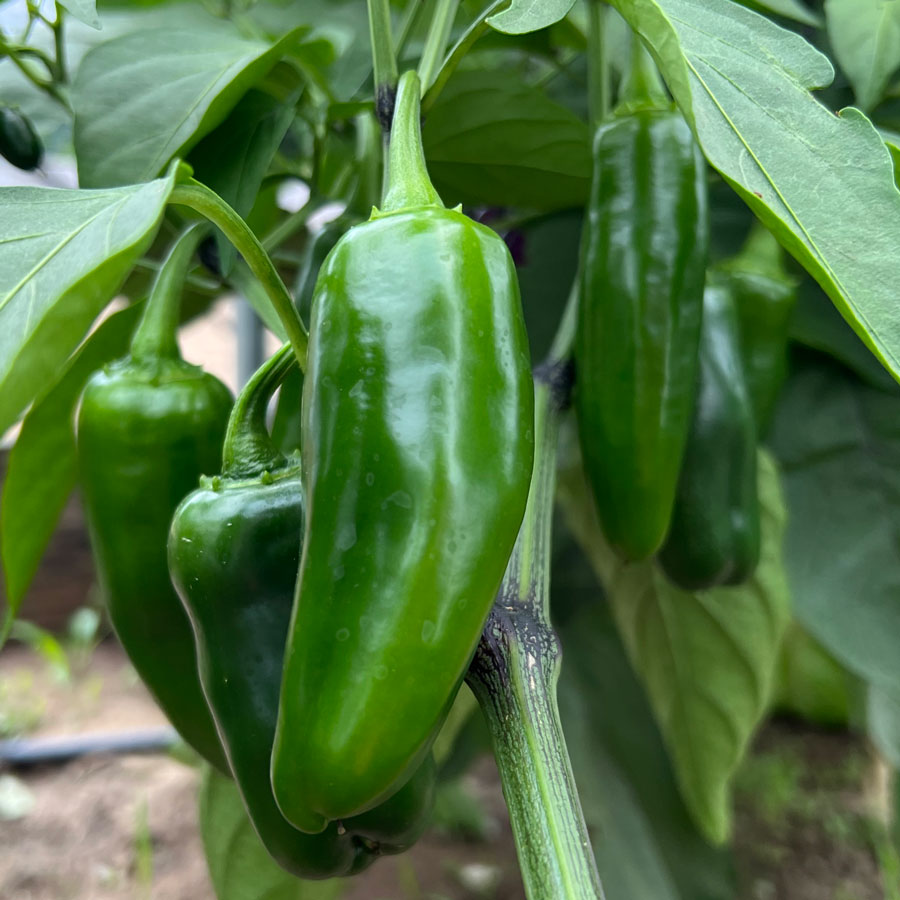 Jalapeño - Whopper