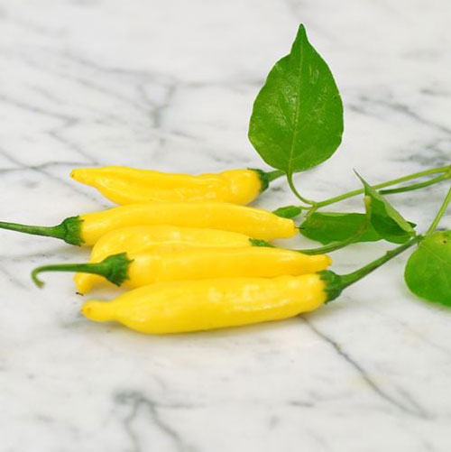 Lemon Drop