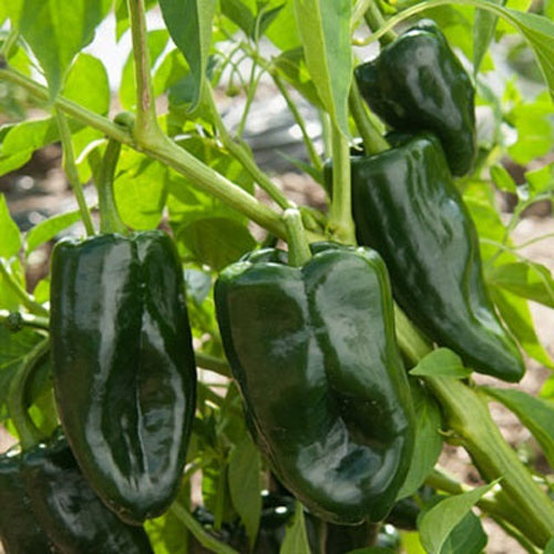 Poblano