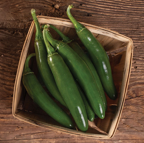 Serrano
