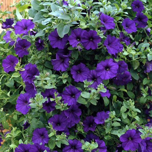 Petunia - Midnight Dreams