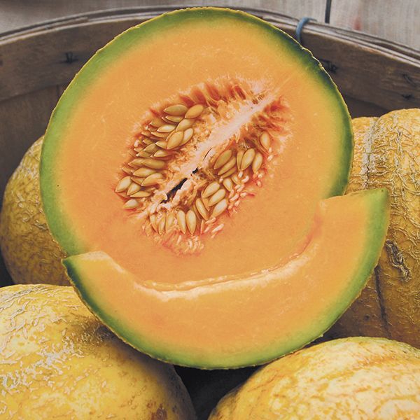 Cantaloupe