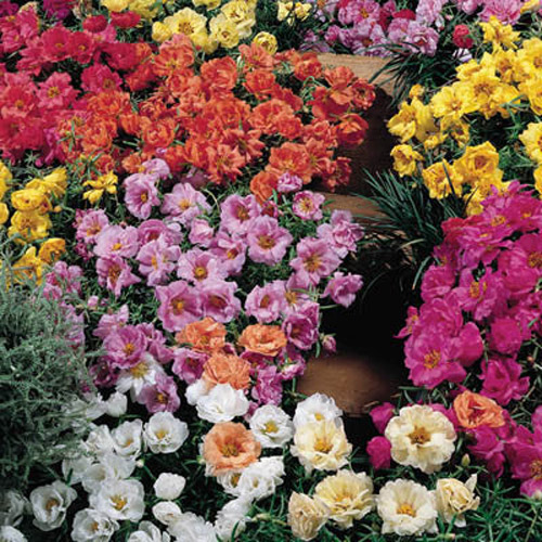 Portulaca - Sundial Mix