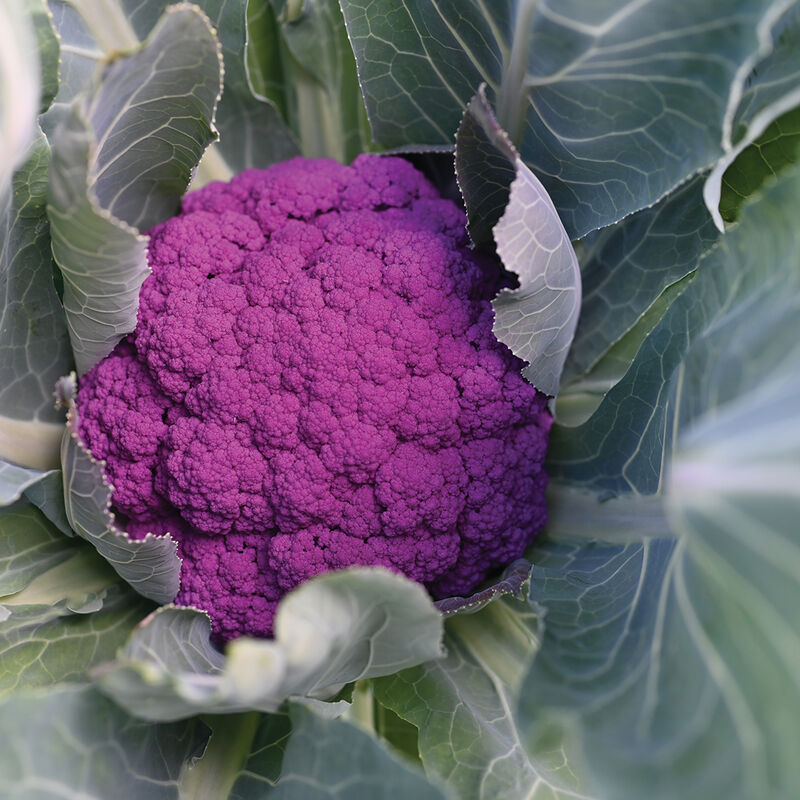 Cauliflower- Purple Moon