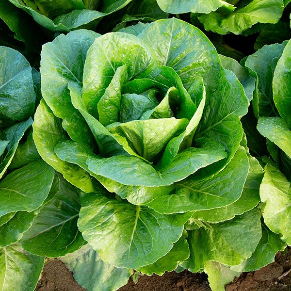 Lettuce, Romaine- Rainier