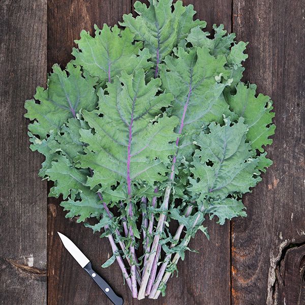 Kale- Red Russian