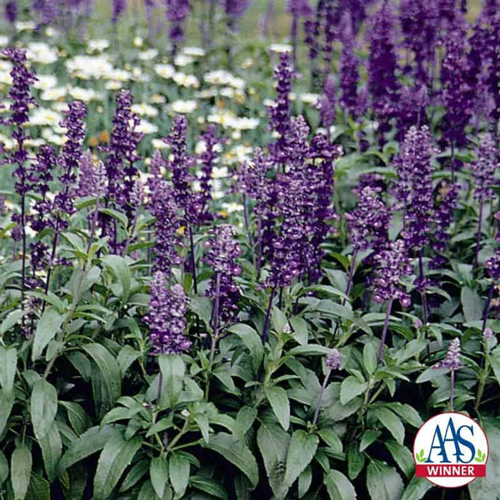 Salvia - Evolution Violet