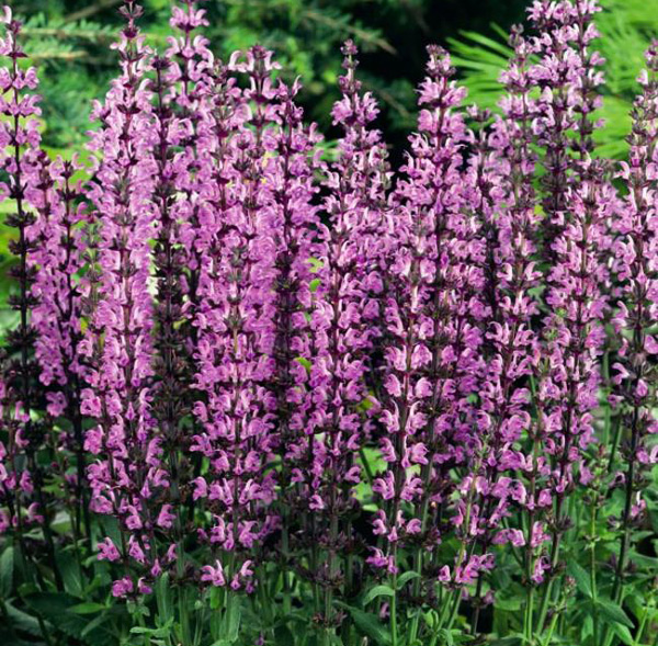 Salvia - New Dimension Rose