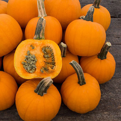 Pumpkin - Pie Pepita