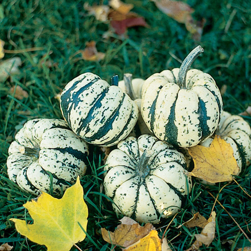 Delicata - Sweet Dumpling