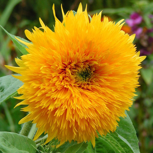 Sunflower - Orange Sun