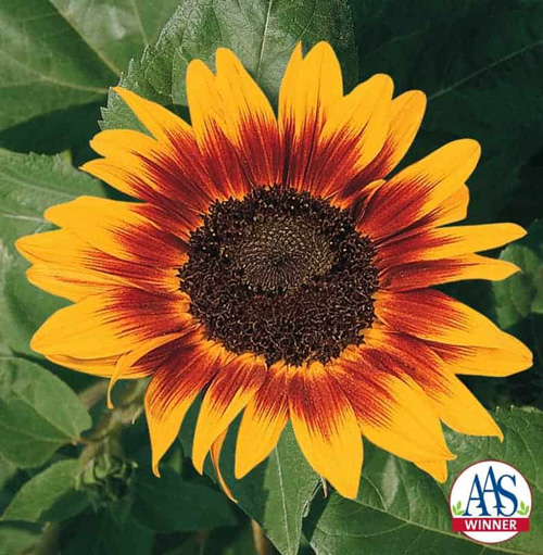 Sunflower - Ring of Fire