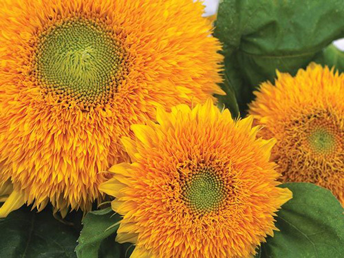 Sunflower - Teddy Bear Dwarf