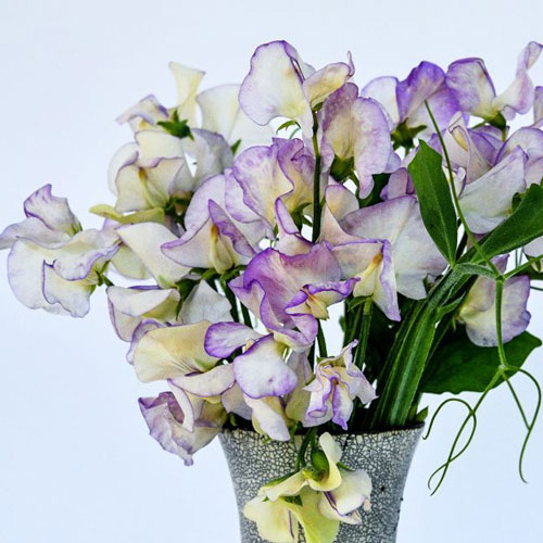 Sweet Pea - High Scent