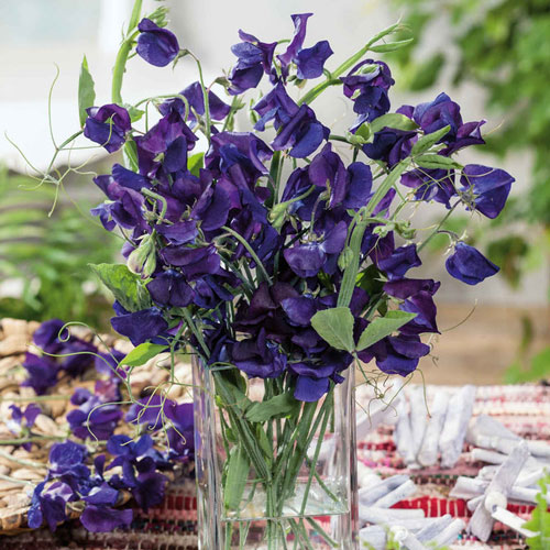 Sweet Pea - Royal Navy
