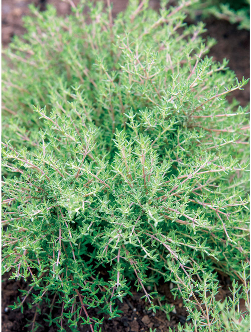 Thyme - Orangelo
