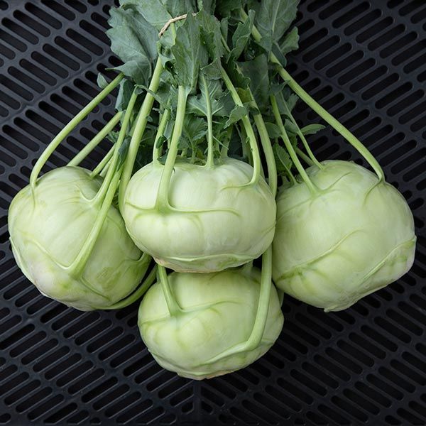 Kohlrabi- Trero