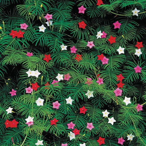 Morning Glory - Cypress Vine Mix