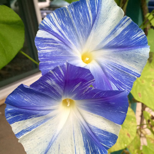 Morning Glory - Flying Saucers