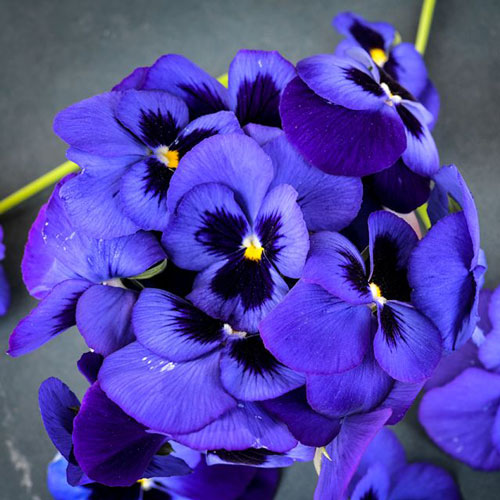 Viola - Alpine Lake