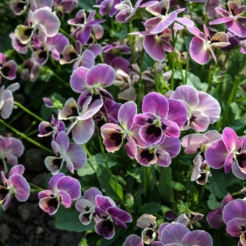 Viola - Antique Laeta