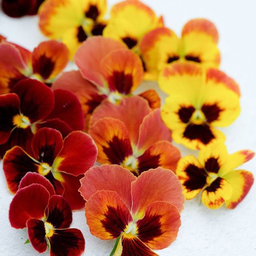Viola - Arkwright Ruby
