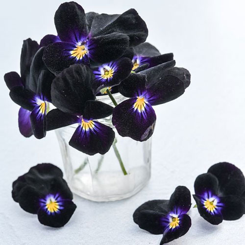 Viola - Bowles Black