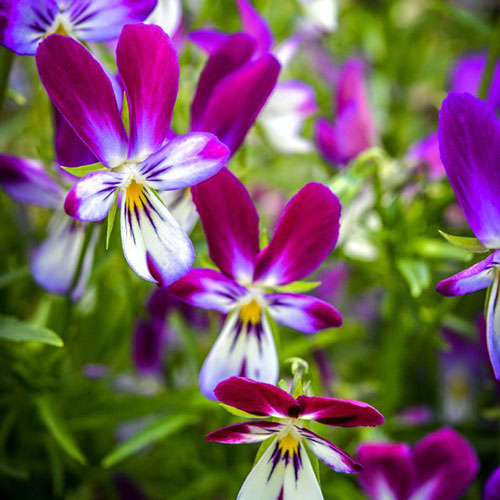 Viola - Bunny Ears